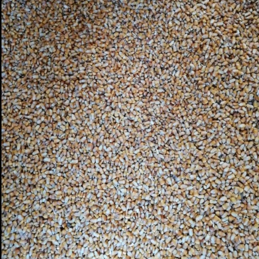 杞县黄玉米粒 黄玉米，