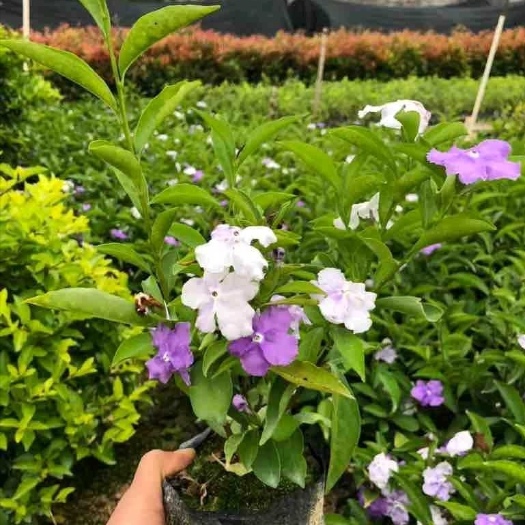 漳浦县 茉莉花 双色茉莉工程苗 庭院种植 基地直销