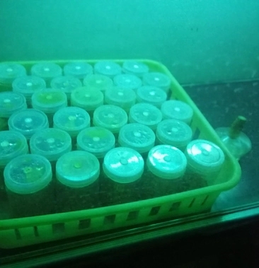 曲周县 黑木耳菌种黑木耳菌包食用菌菌种木耳菌种椴木袋栽木耳菌种