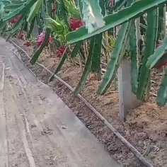 睢县蜜玄龙火龙果苗 红心火龙果苗