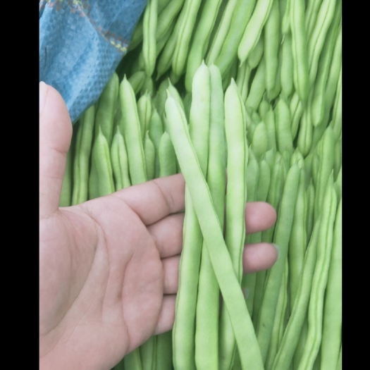 蔚县四季豆l三菱三伊久柳柳拔酒叁