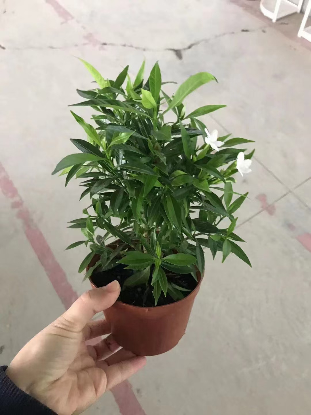  风车茉莉