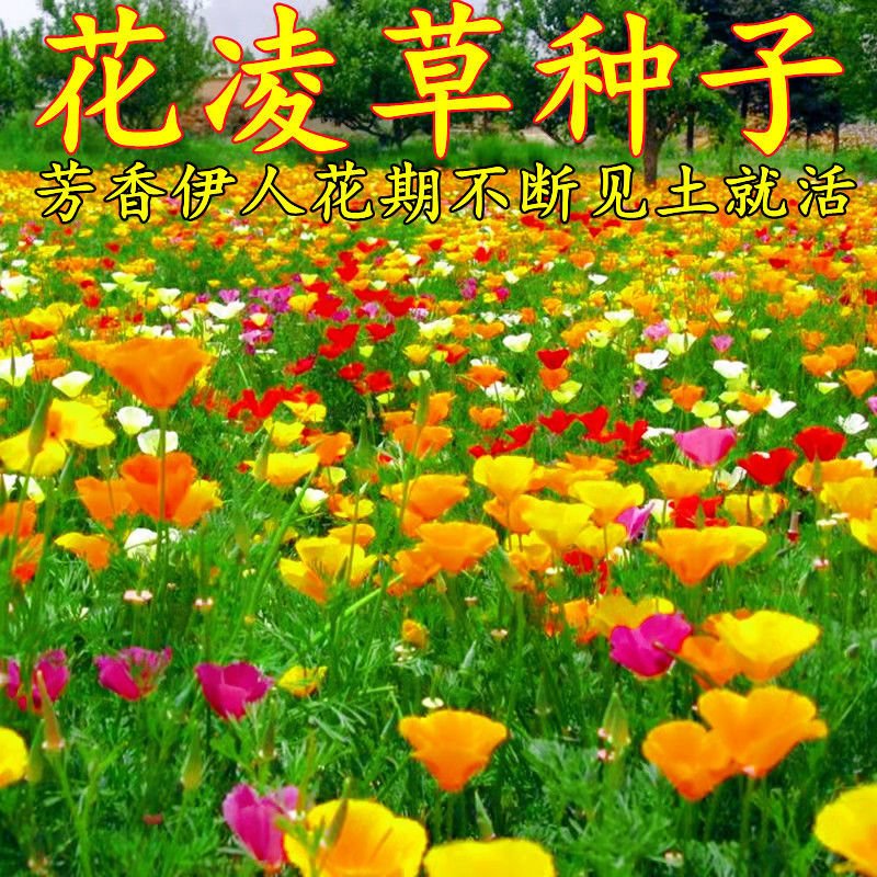 沭阳县花菱草种子  花凌草种子，四季易活花种子，多年生宿根花，绿化