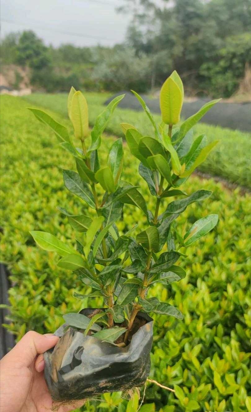  龙船花 小叶龙船花 泰国龙船花 新加坡龙船花 基地直销