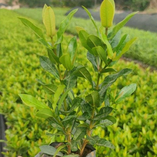漳浦县 龙船花 小叶龙船花 泰国龙船花 新加坡龙船花 基地直销