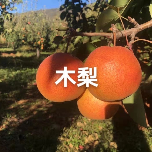 玉龙县杜梨苗 丽江木梨苗   木梨苗基地