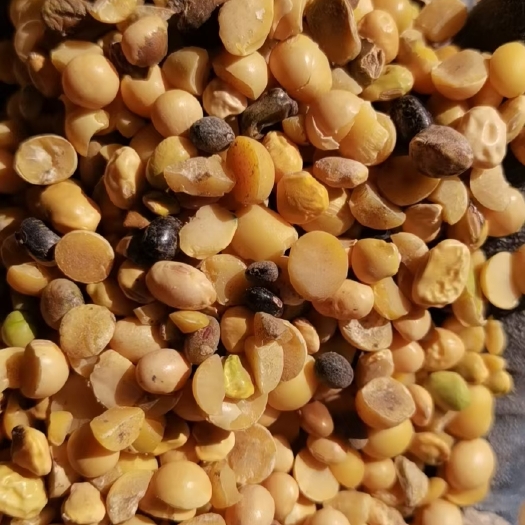 嫩江市黄大豆 豆瓣蛋白40保底 。2.6-2.65