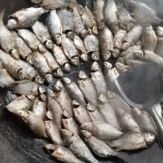 博白县 山塘鲫鱼