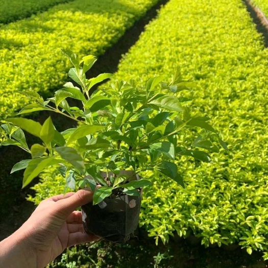 漳浦县 黄金叶小苗 金叶假连翘 黄素梅工程苗 基地直销