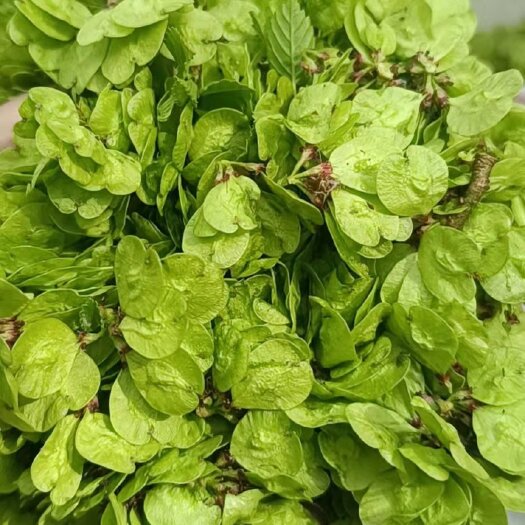灵宝市 （有好货）山野菜榆钱一手货源产地直发