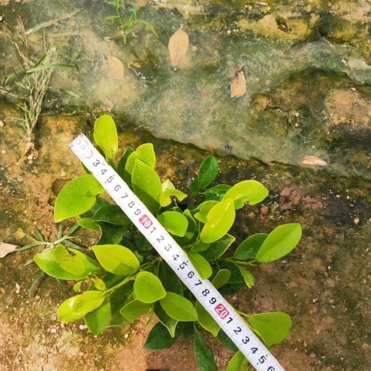  黄金榕小苗 各种规格 漳州基地直销 量大从优