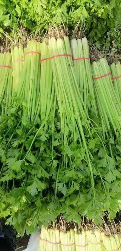 聊城精品山芹