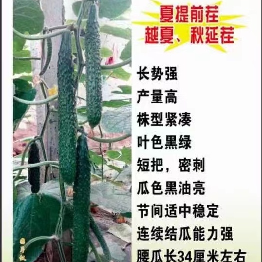寿光市黄瓜种苗