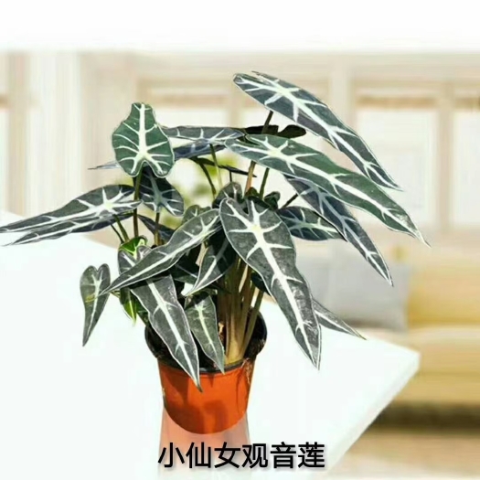 佛山 小仙女观音莲