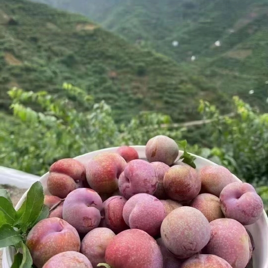 三华李广东信宜钱排三华李，现摘现发，自产自销，口感酸甜爽脆。