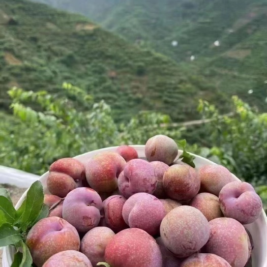 信宜市三华李广东信宜钱排三华李，现摘现发，自产自销，口感酸甜爽脆。
