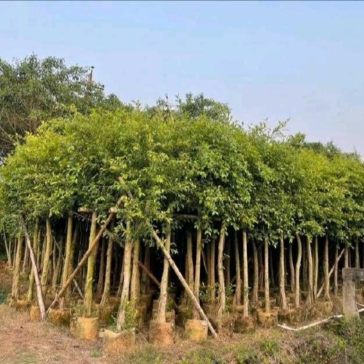 漳浦县 小叶榕 移植苗 5-20公分 漳州基地直销