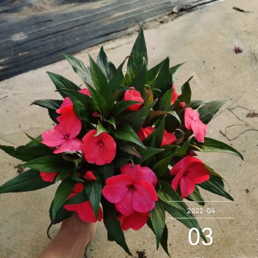 佛山凤仙花140盆