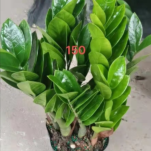 广州金钱树盆栽 金钱树