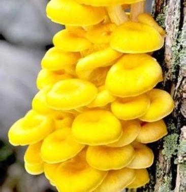 曲周县 榆黄蘑菌种榆黄菌包黄平菇菌种鸡油菌菌包