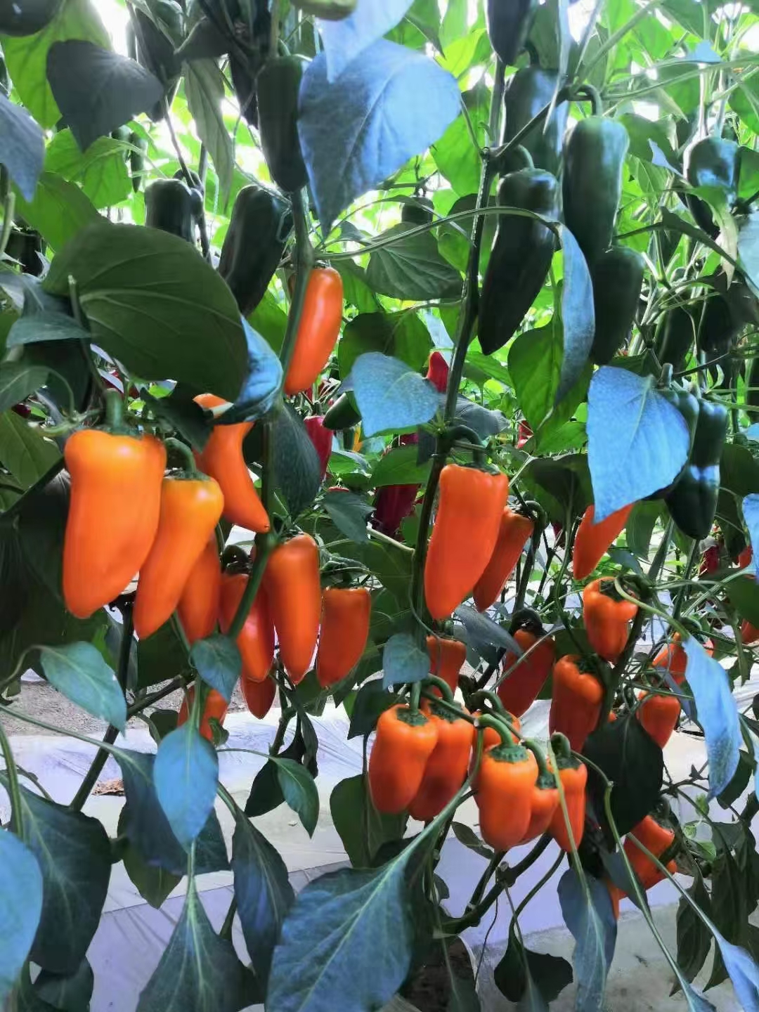 辣椒种子 水果椒，各种颜色水果椒