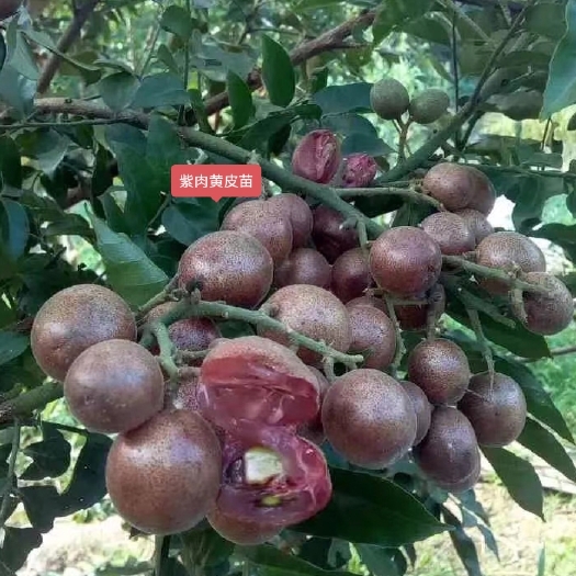 灵山县紫肉黄皮果苗改良过的新品种口感相当好紫肉紫皮更香甜多汁好吃