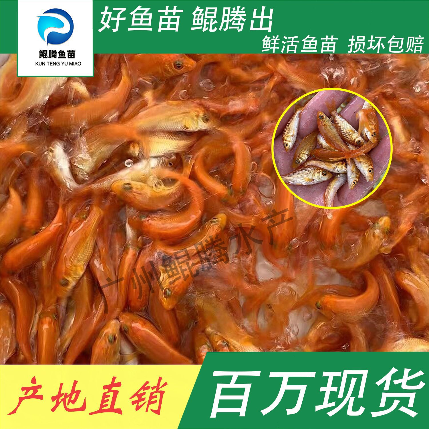  紅鯉魚苗 鯤騰魚苗 好魚苗鯤騰出 產地直銷百萬現貨