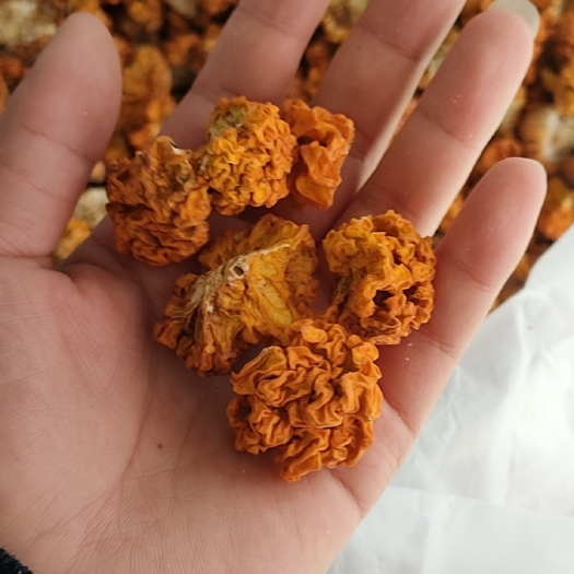 昆明金耳小号金耳颜色正没有粉末没有黑头