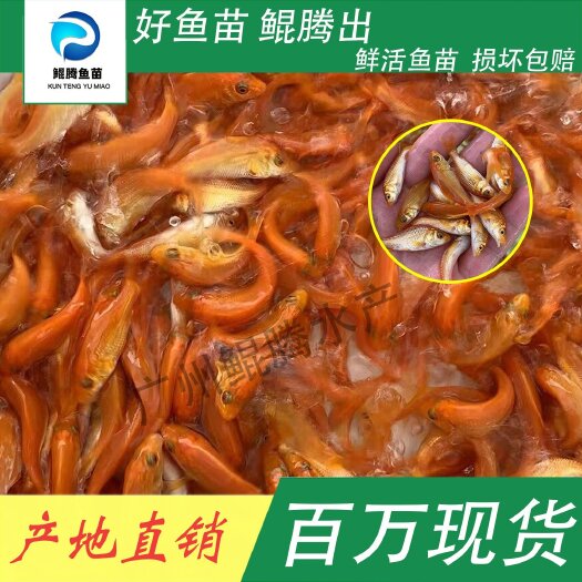 广州红鲤鱼苗 鲲腾鱼苗 好鱼苗鲲腾出 产地直销百万现货