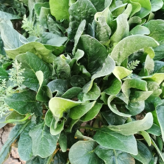 大叶菠菜，露天种植