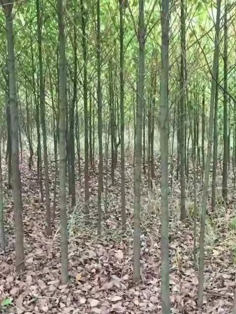 孝昌县香樟  2公分-5公分