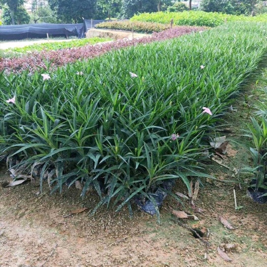 漳浦县翠芦莉盆栽 翠芦莉 紫花 粉花翠芦莉 地被工程苗 基地直销