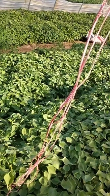 夏津县紫薯种  紫罗兰紫薯苗 15~25cm