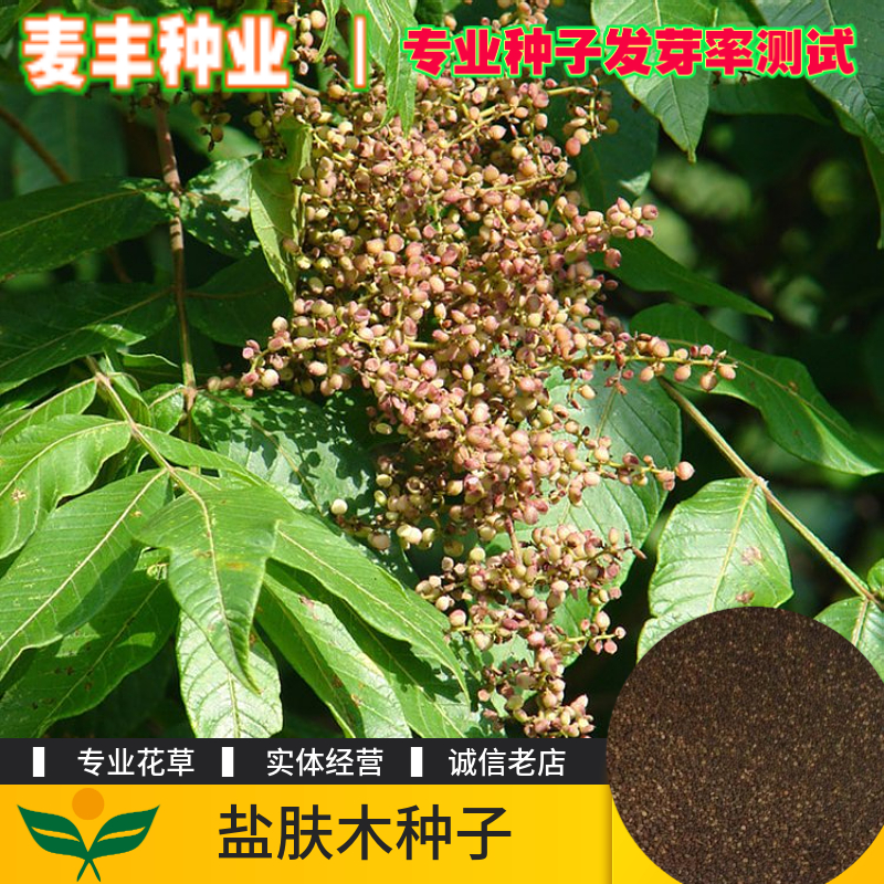 南京五倍子种子 盐肤木种子 护坡小乔木灌木种子 量大优惠可开发票