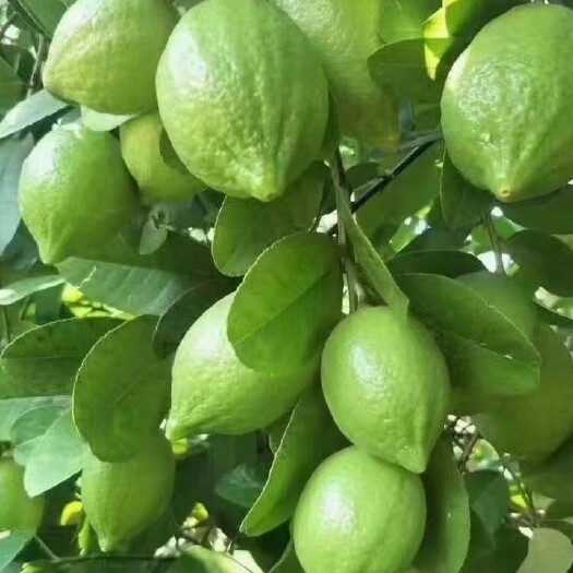 灵山县柠檬苗 广东香水柠檬苗 无籽青柠