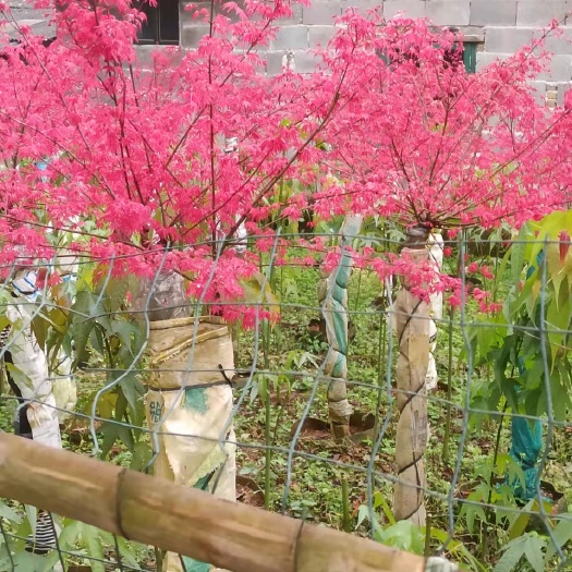 全州县日本红枫红舞姬 红小袖