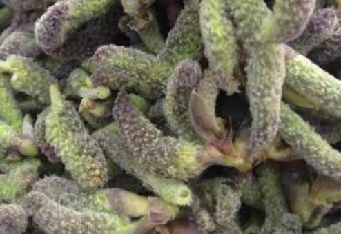 灵宝市 （有好货）山野菜构棒棒一手货源产地直发