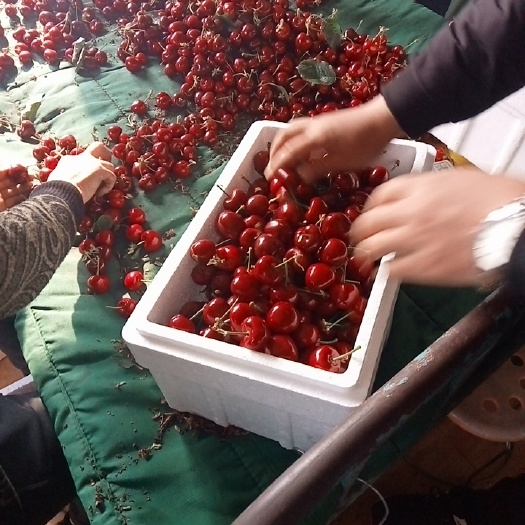 秦皇岛 大鹏 樱桃