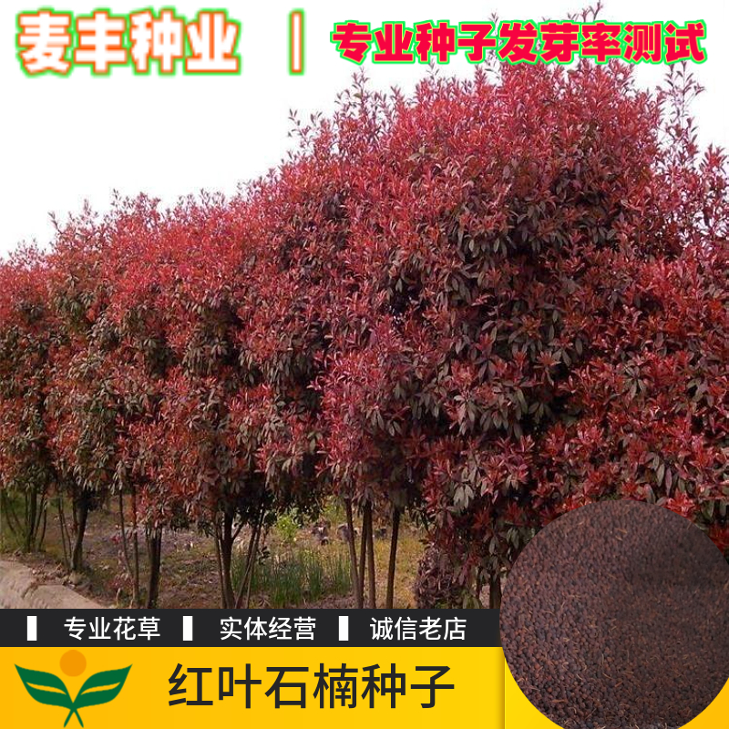 南京红叶石楠种子 四季常青绿化树种子红罗宾火焰红石楠树种子