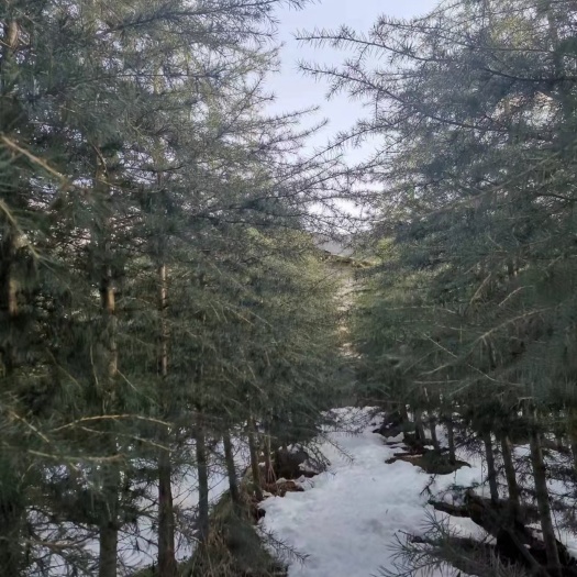 宜良县 精品雪松5-30公分