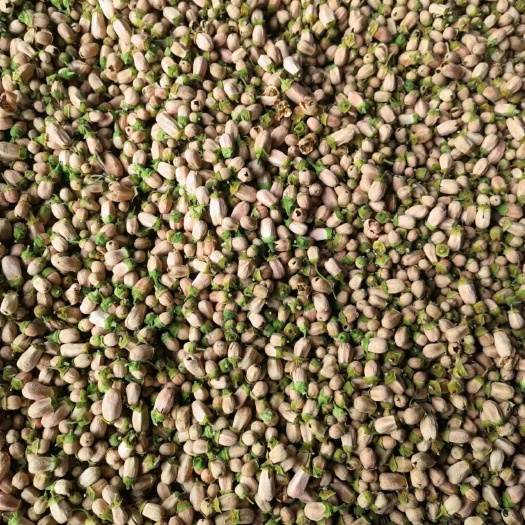 阳朔县柚子花茶
