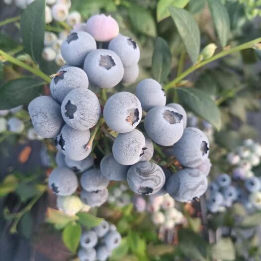 大连蓝莓