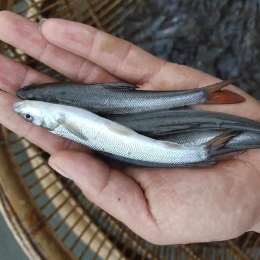眉山 大鳞鲃鱼苗别名大鳞鲃鱼、团头魮、锥首魮、淡水，银鳕鱼苗
