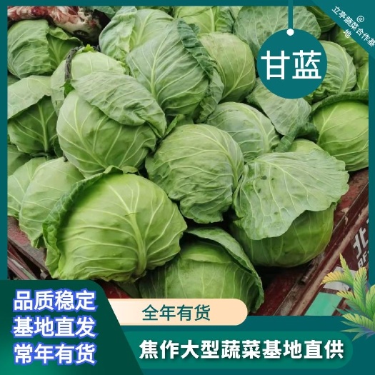 博爱县中甘系列  中甘21 精品甘蓝 包菜 大量上市货源充足