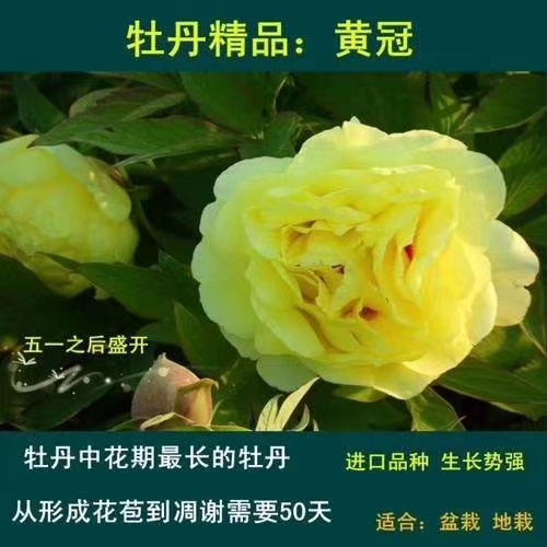 菏泽牡丹树，