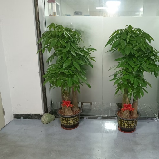 博罗县五福发财树 发财树