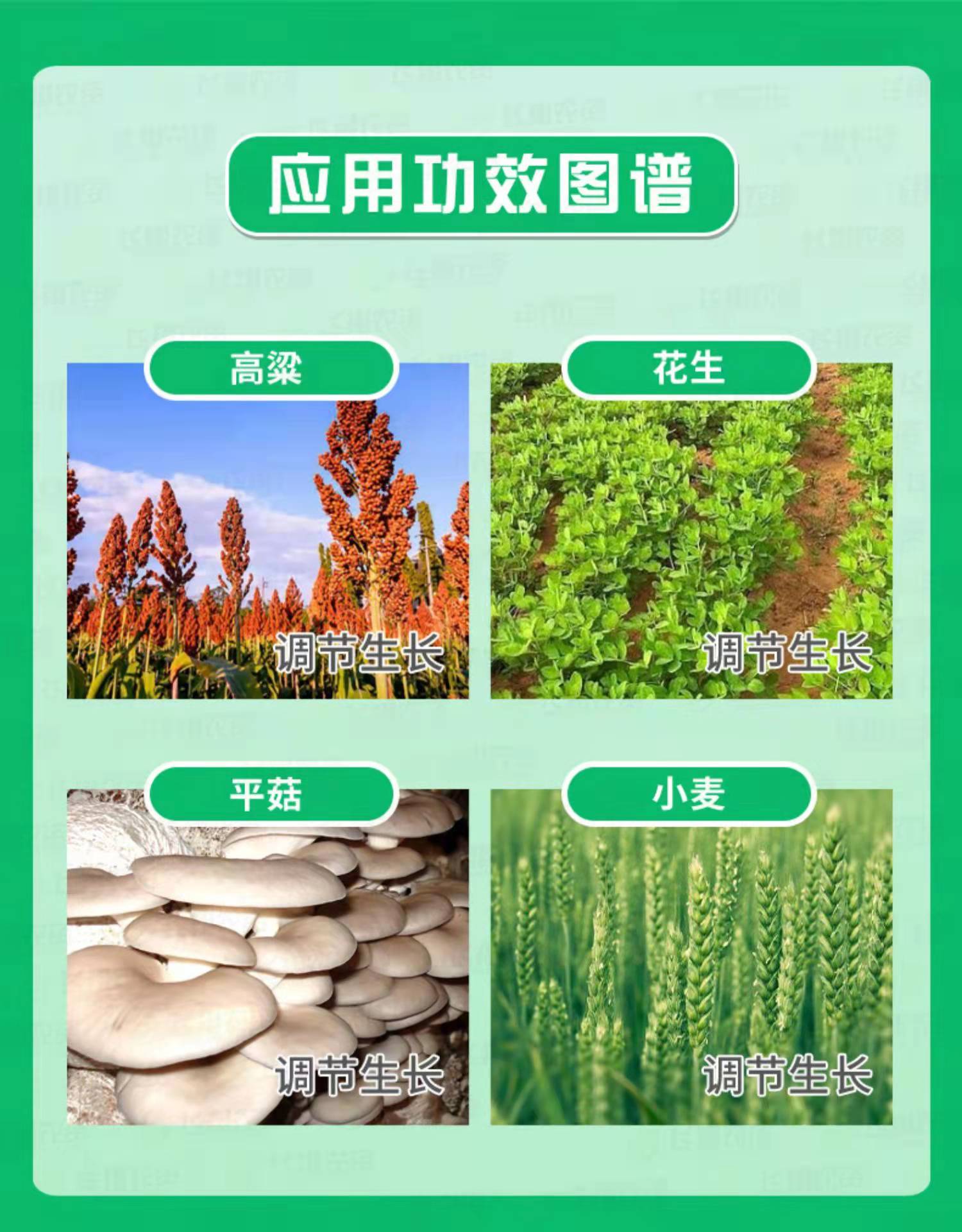  根美人 三十烷醇，促进作物生长发育