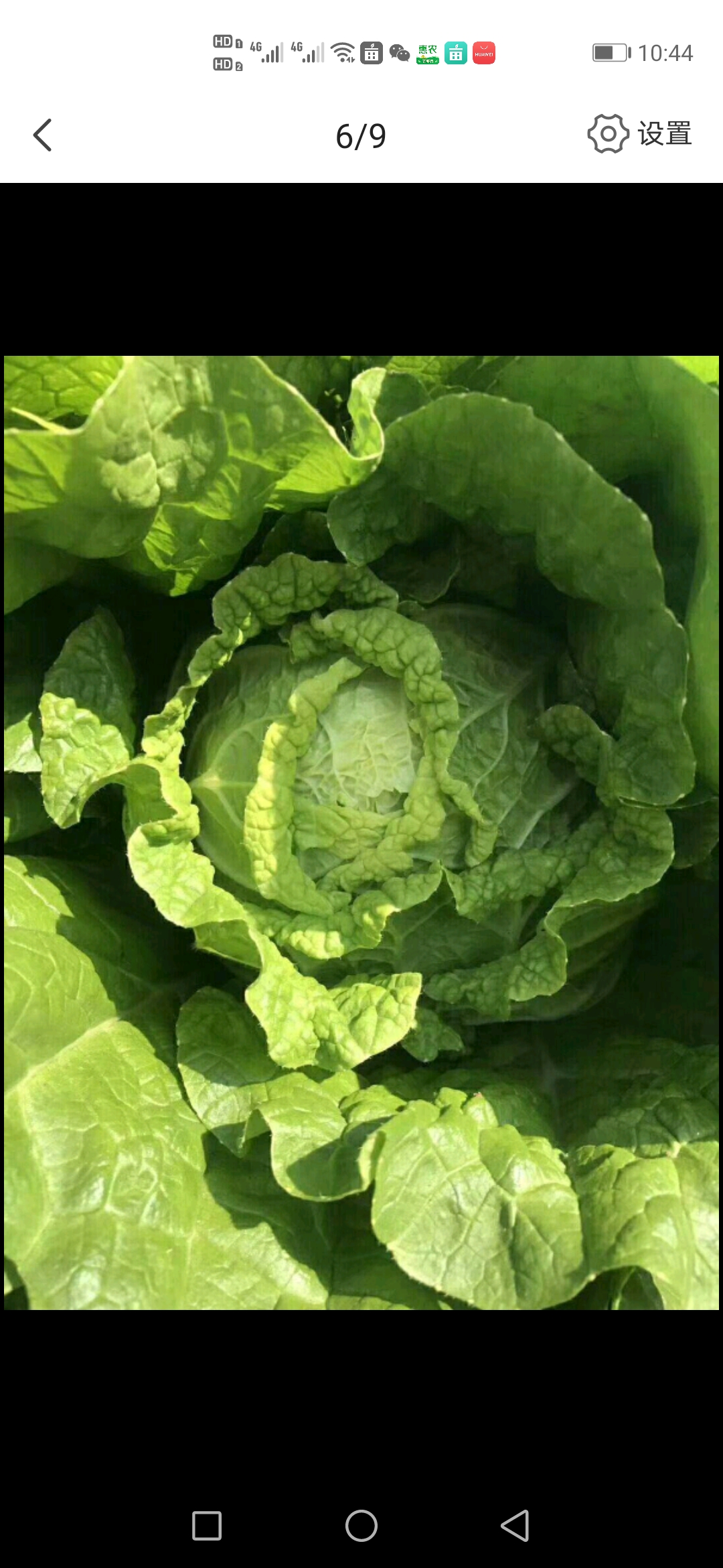 大白菜 黄心大白菜  货源充足