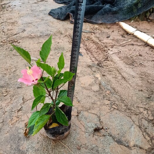 博罗县朱槿 粉花扶桑