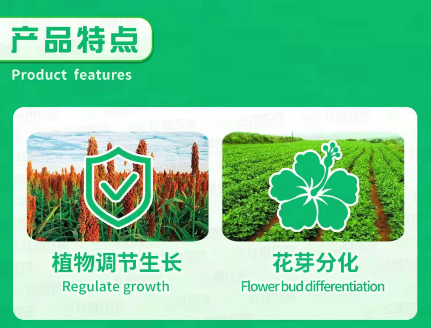  根美人 三十烷醇，促进作物生长发育